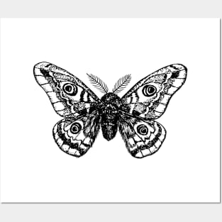 Emperor moth Posters and Art